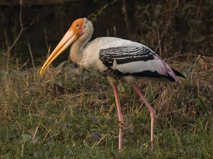 Painted Storks, nature, animals, travel, birds, family, species, storks, genera,