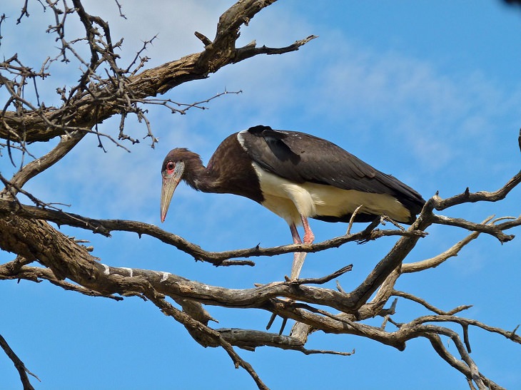 Abdim’s Stork, nature, animals, travel, birds, family, species, storks, genera,