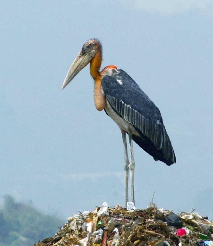 Greater Adjutant, nature, animals, travel, birds, family, species, storks, genera,