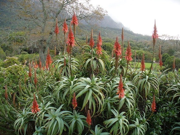 Aloe Arborescens, health, green, plant, benefits, species, family and parenting, soap, aloe vera, different, types, anti bacterial