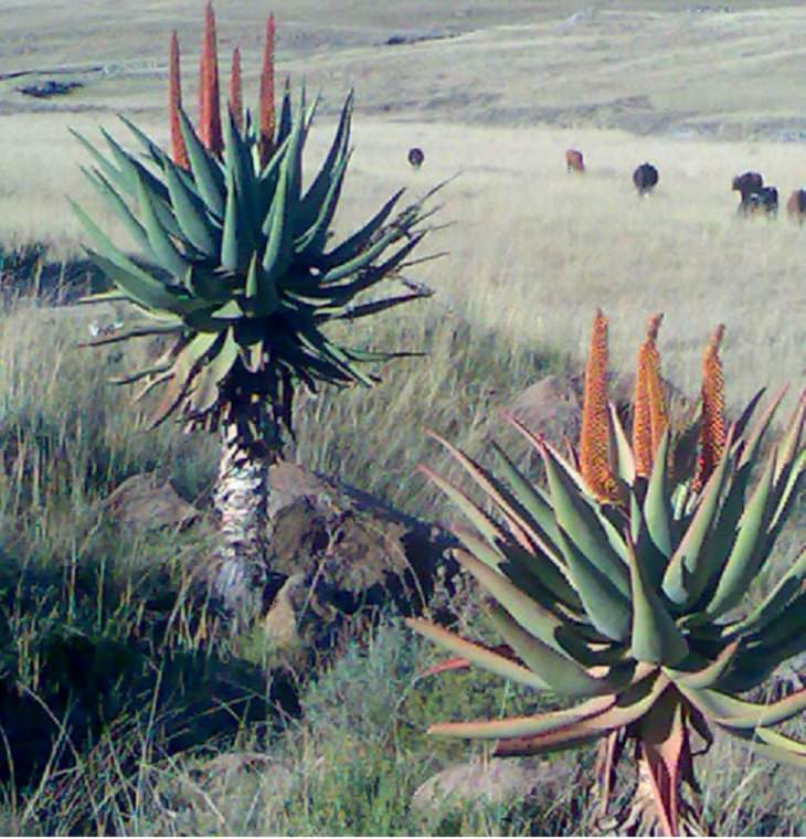 Aloe Ferox, health, green, plant, benefits, species, family and parenting, soap, aloe vera, different, types, anti bacterial