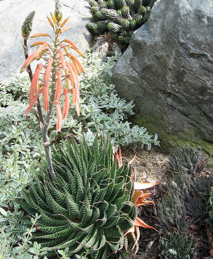 Aloe Aristata,  health, green, plant, benefits, species, family and parenting, soap, aloe vera, different, types, anti bacterial