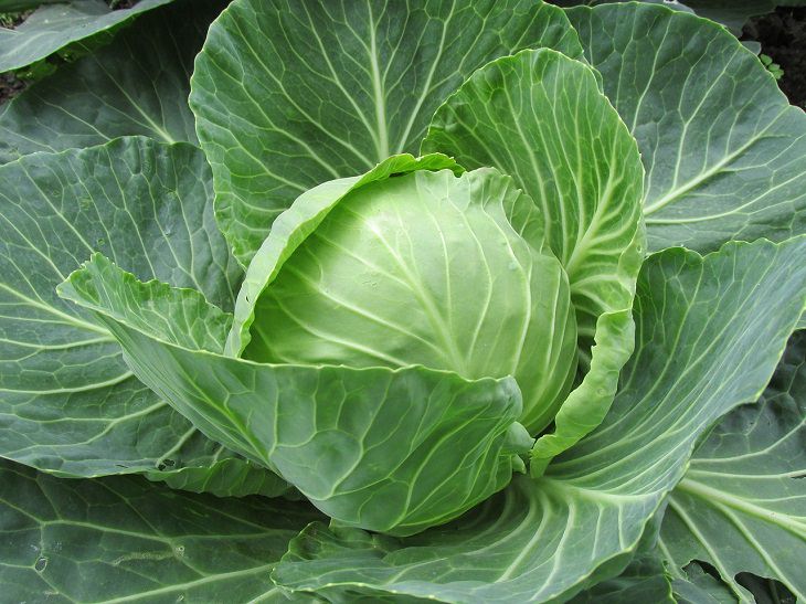 Cabbage, health, family and parenting, fruits and vegetables, nutrients, minerals, vitamins, calcium,