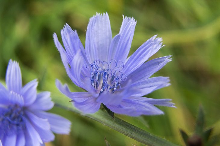 Chicory, health, family and parenting, fruits and vegetables, nutrients, minerals, vitamins, calcium,