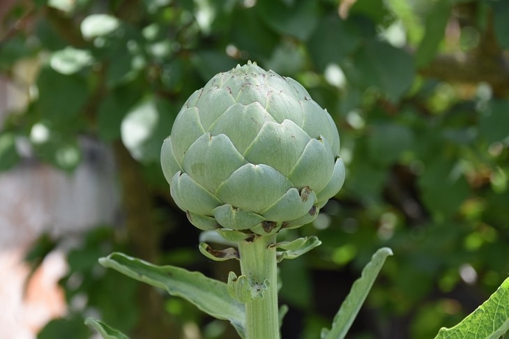 Artichoke, health, family and parenting, fruits and vegetables, nutrients, minerals, vitamins, calcium,
