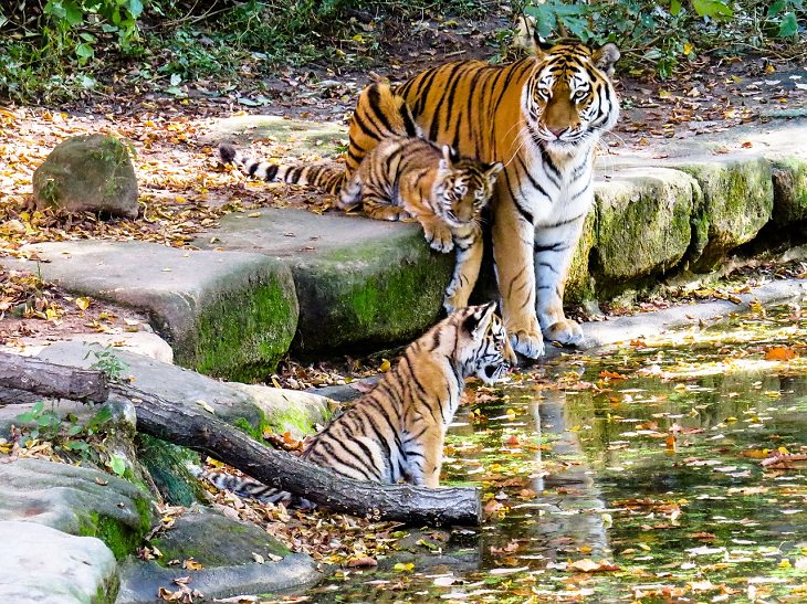 tigers, conservation, nature, world tiger day, global, international, preservation, wildlife