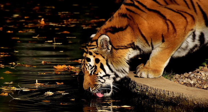 tigers, conservation, nature, world tiger day, global, international, preservation, wildlife