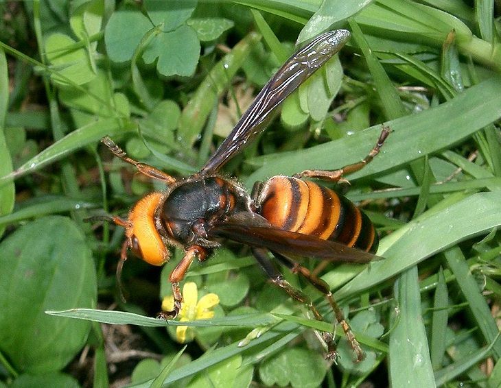 nature, insects, bees, biggest, tips and information, largest, flies, Wasps, bugs, butterflies