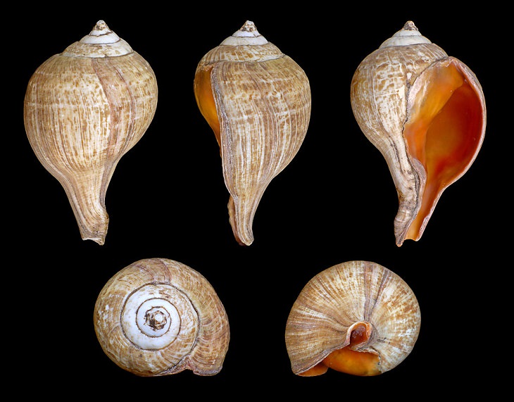 nature, ocean, crabs, snails, slugs, Shells, freshwater, coast, seashell, shore, collecting