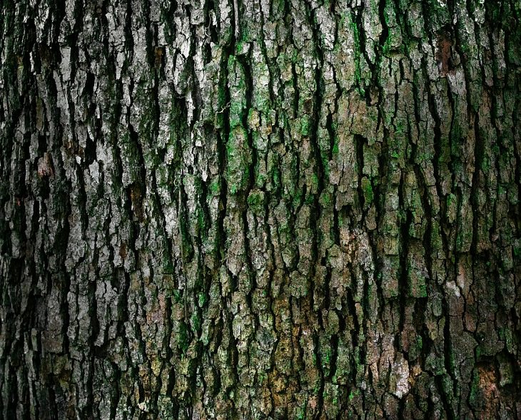 Odd Items to Eat Tree bark