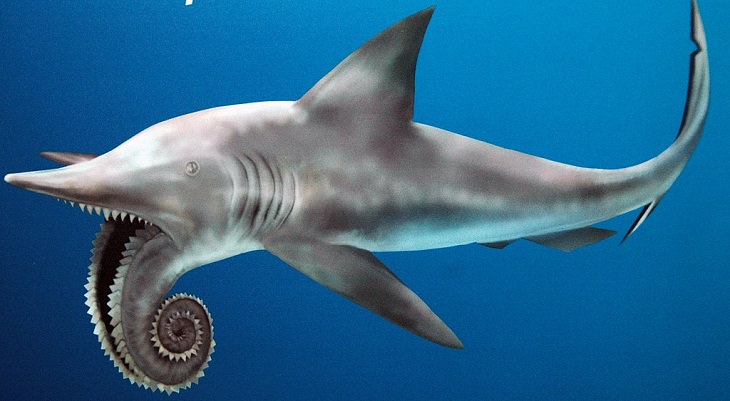 Crazy, odd, weird and strange species that are now extinct, Helicoprion