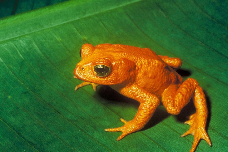 Crazy, odd, weird and strange species that are now extinct, Golden Toad