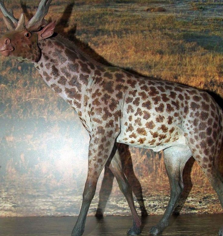 Crazy, odd, weird and strange species that are now extinct, Sivatherium