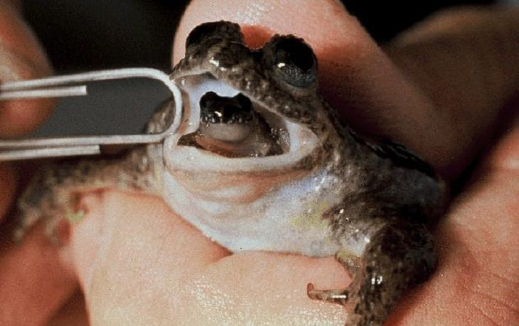 Crazy, odd, weird and strange species that are now extinct, Gastric-Brooding Frog