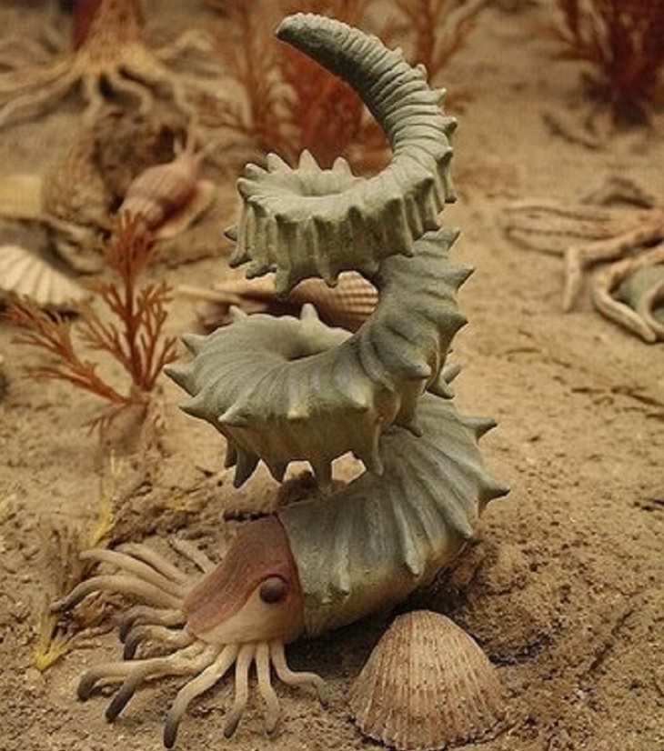 Crazy, odd, weird and strange species that are now extinct, Heteromorph Ammonites