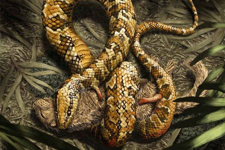 Crazy, odd, weird and strange species that are now extinct, Tetropodophis amplecta, four legged snake