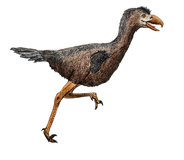 Crazy, odd, weird and strange species that are now extinct, Phorusrhacidae, terror bird
