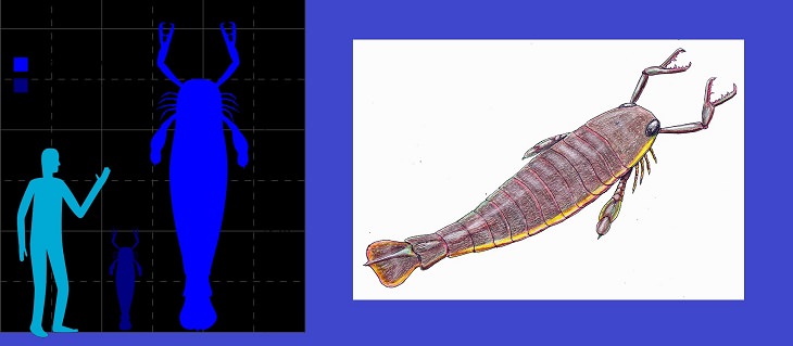 Crazy, odd, weird and strange species that are now extinct, Jaekelopterus