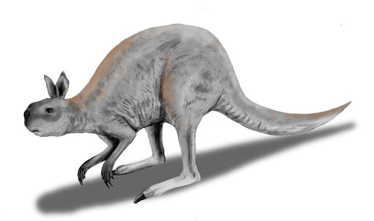 Crazy, odd, weird and strange species that are now extinct, Short Faced Kangaroo