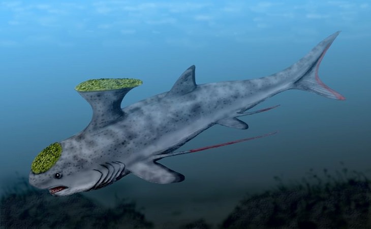 Crazy, odd, weird and strange species that are now extinct, Stethacanthus