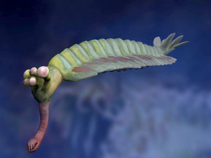 Crazy, odd, weird and strange species that are now extinct, Opabinia