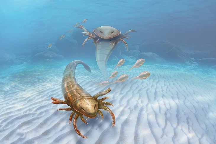 Crazy, odd, weird and strange species that are now extinct, Pentecopterus