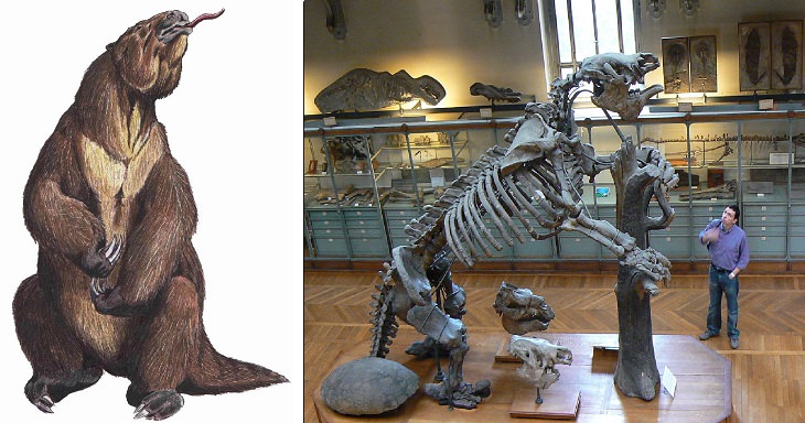 Crazy, odd, weird and strange species that are now extinct, Megatherium, the Giant Ground Sloth