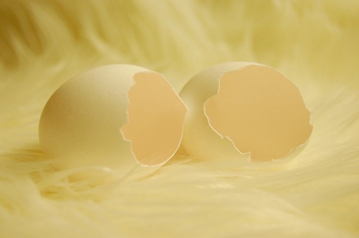 Odd Items to Eat Eggshells