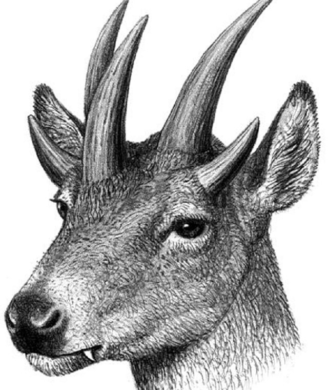 Crazy, odd, weird and strange species that are now extinct, Hoplitomeryx, 5 horned deer