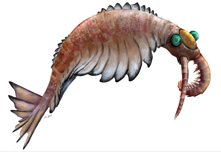 Crazy, odd, weird and strange species that are now extinct, Anomalocaris
