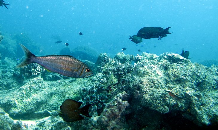 Scuba Diving Sipadan Island, Malaysia