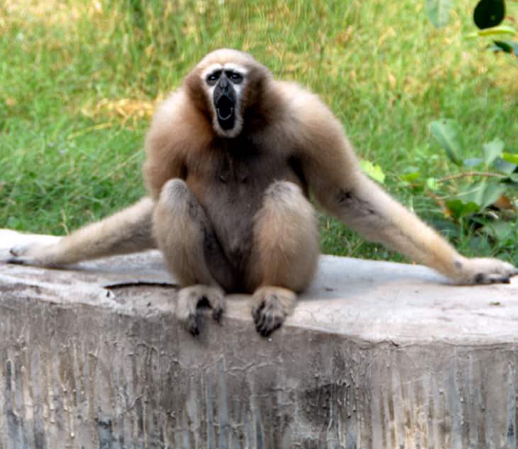 Majestic Beautiful Sights of the Northeast Indian State, Meghalaya, one of the seven sisters states, Hoolock gibbon, found in Meghalaya