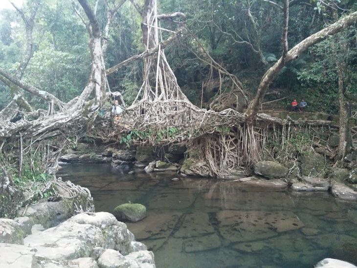 Majestic Beautiful Sights of the Northeast Indian State, Meghalaya, one of the seven sisters states, Much like the double-decker bridge, there is the Living Root Tree Bridge, Meghalaya