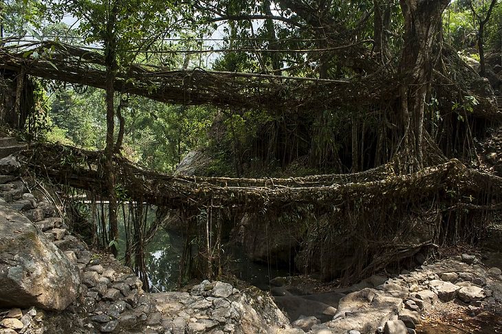 Majestic Beautiful Sights of the Northeast Indian State, Meghalaya, one of the seven sisters states, A closer view of the double-decker living root bridge in Nongriat village