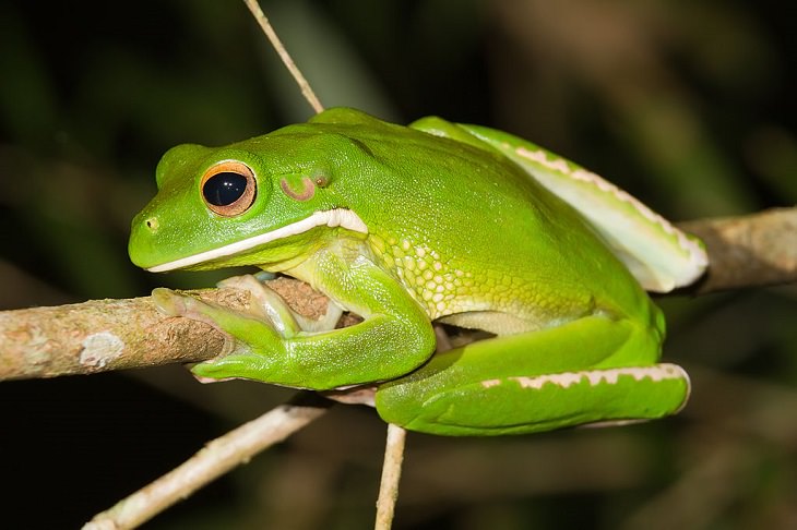 Brightly colored, Strange and odd-looking fascinating species of frogs and toads, White-lipped tree frog (Nyctimystes infrafrenatus)