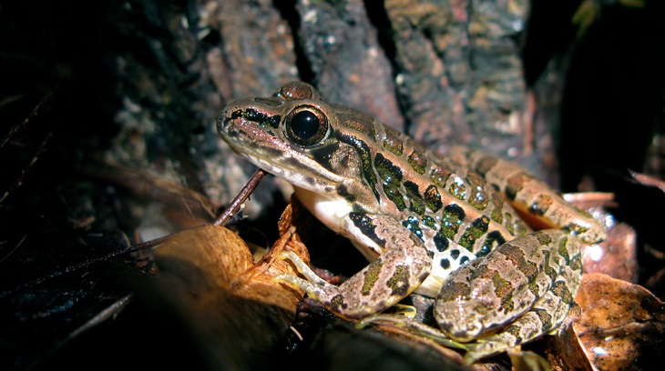 Brightly colored, Strange and odd-looking fascinating species of frogs and toads, Pickerel frog (Lithobates palustris)
