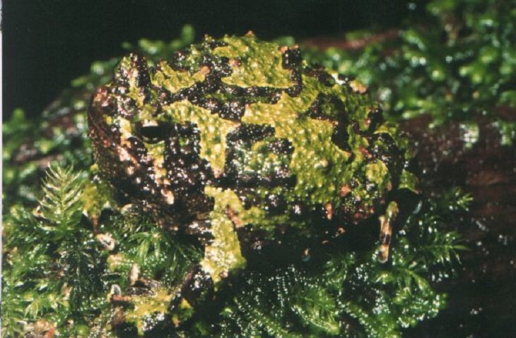 Brightly colored, Strange and odd-looking fascinating species of frogs and toads, Marbled Rain Frog (Scaphiophryne marmorata)