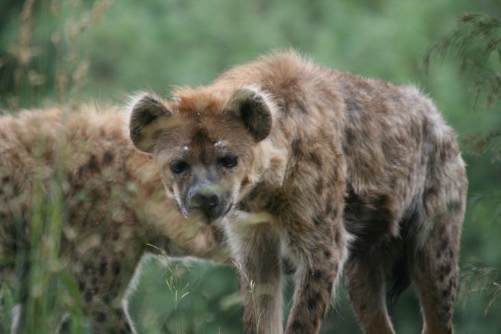 Animal Stereotypes hyenas evil