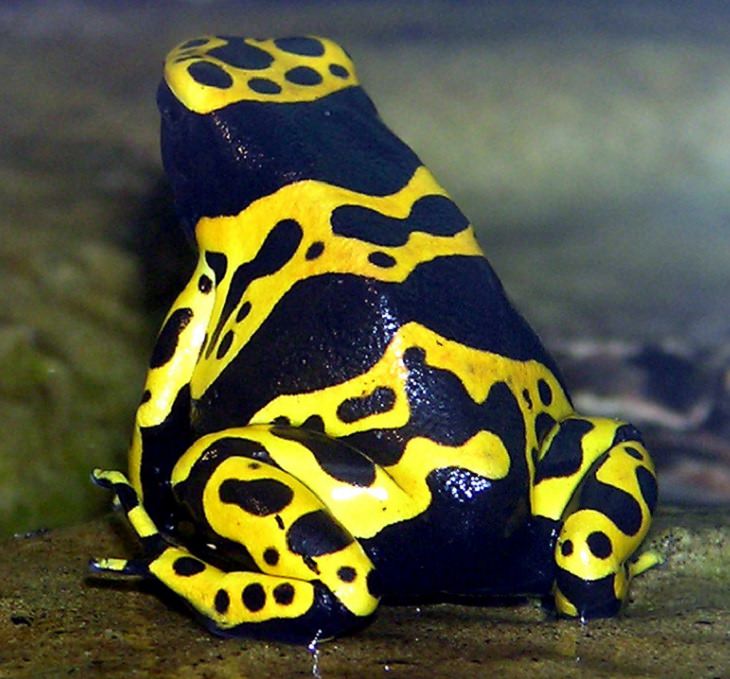 Poison Dart Frogs of ia Poster Print -  Canada