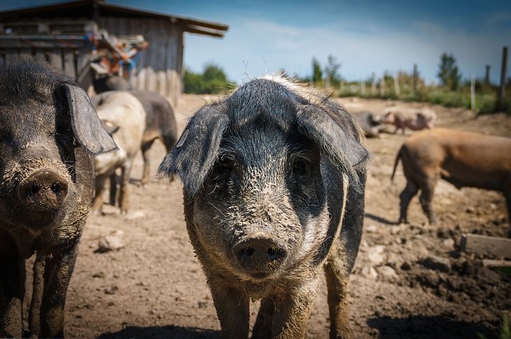 Animal Stereotypes Pigs dirty