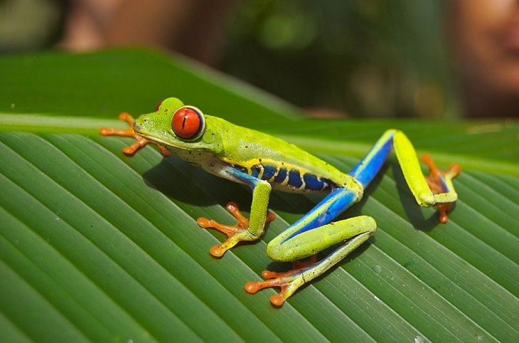 Brightly colored, Strange and odd-looking fascinating species of frogs and toads, Red-Eyed Tree Frog (Agalychnis callidryas)