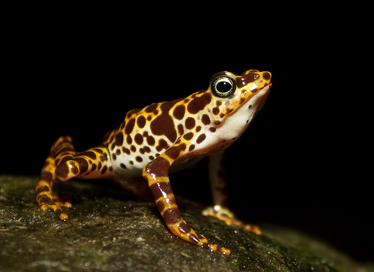 Brightly colored, Strange and odd-looking fascinating species of frogs and toads, Toad Mountain harlequin frog (Atelopus certus)