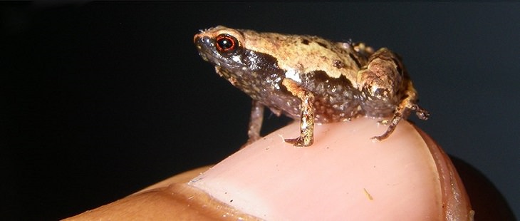 Brightly colored, Strange and odd-looking fascinating species of frogs and toads, Mini mum