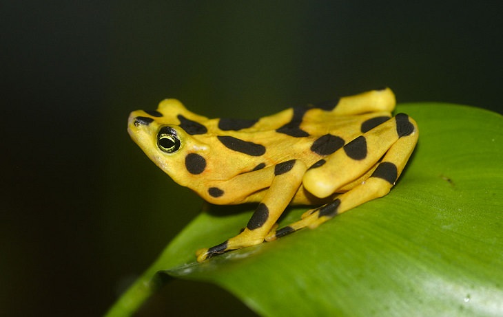 Brightly colored, Strange and odd-looking fascinating species of frogs and toads, Panamanian golden frog (Atelopus zeteki)