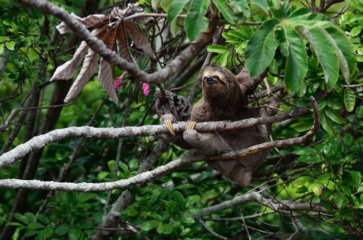 Animal Stereotypes Sloths lazy