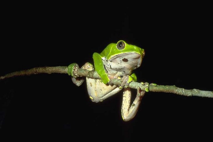 Brightly colored, Strange and odd-looking fascinating species of frogs and toads, Giant Monkey Frog (Phyllomedusa bicolor)