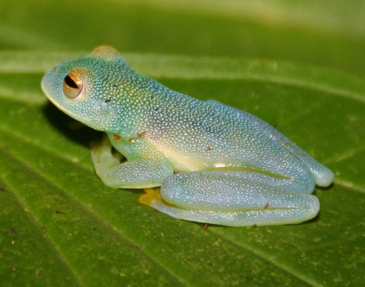 Brightly colored, Strange and odd-looking fascinating species of frogs and toads, Grainy Cochran Frog (Cochranella granulosa)