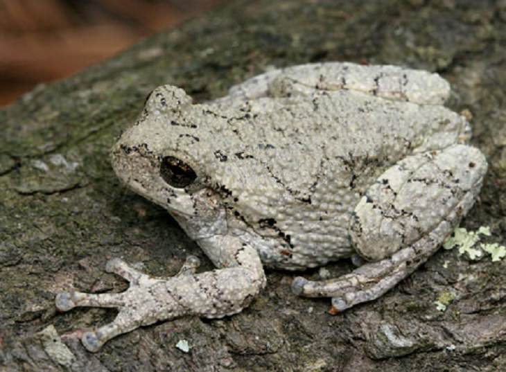 Brightly colored, Strange and odd-looking fascinating species of frogs and toads, Cope's gray tree frog (Dryophytes chrysoscelis)