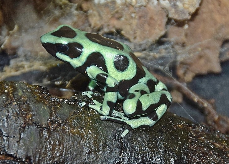 Brightly colored, Strange and odd-looking fascinating species of frogs and toads, Green and black poison dart frog (Dendrobates auratus)