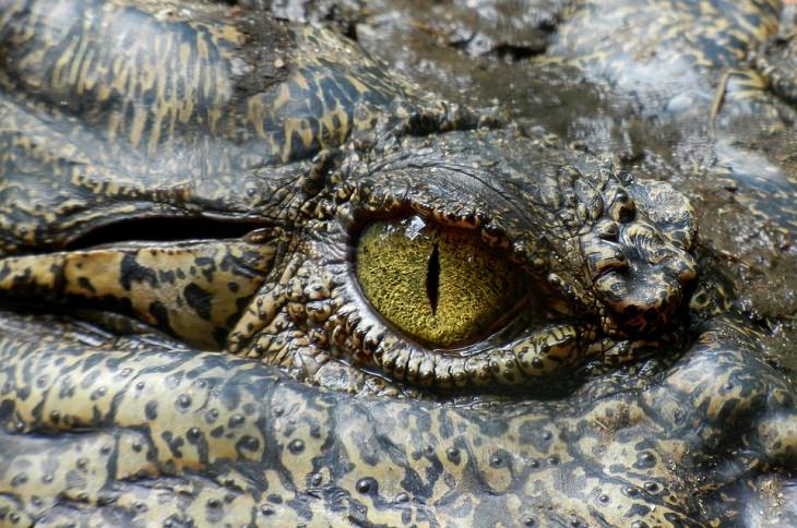 Animal Stereotypes crocodile tears